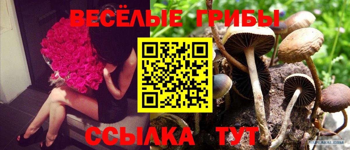 Псилоцибиновые грибы MAGIC MUSHROOMS  Вход с VPN  Петрозаводск 